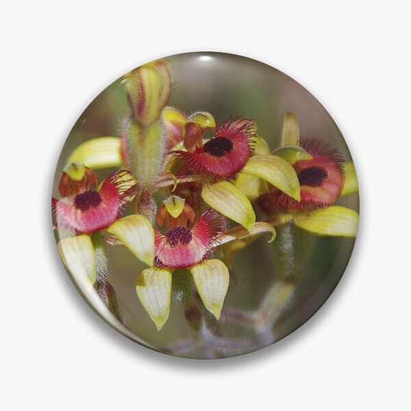 Item preview, Dancing Spider Orchid, Caladenia discoidea designed and sold by lezvee.