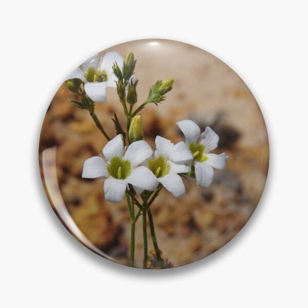 Item preview, Leafy Sundew, Drosera stolonifera designed and sold by lezvee.