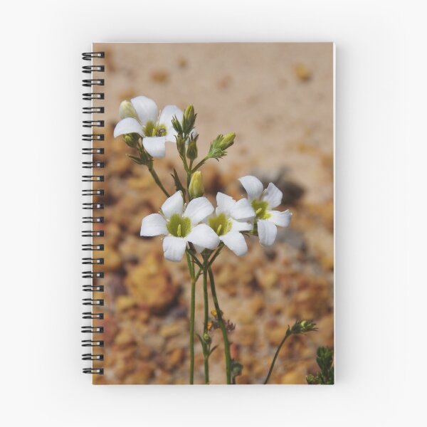 Item preview, Leafy Sundew, Drosera stolonifera designed and sold by lezvee.