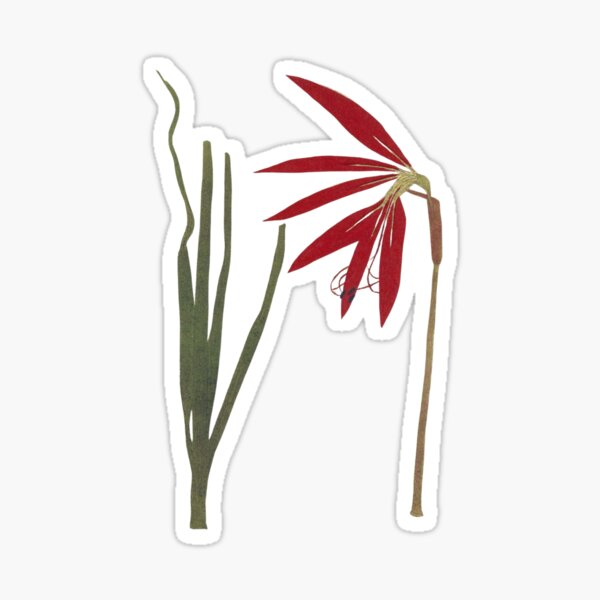 Item preview, Amaryllis - Vintage hand-colored nature print from 1758 designed and sold by AuraSisters.