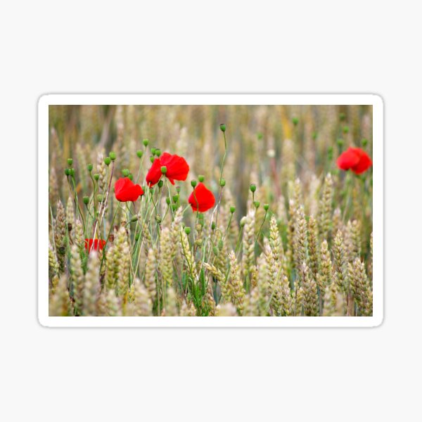 Coquelicot Sticker