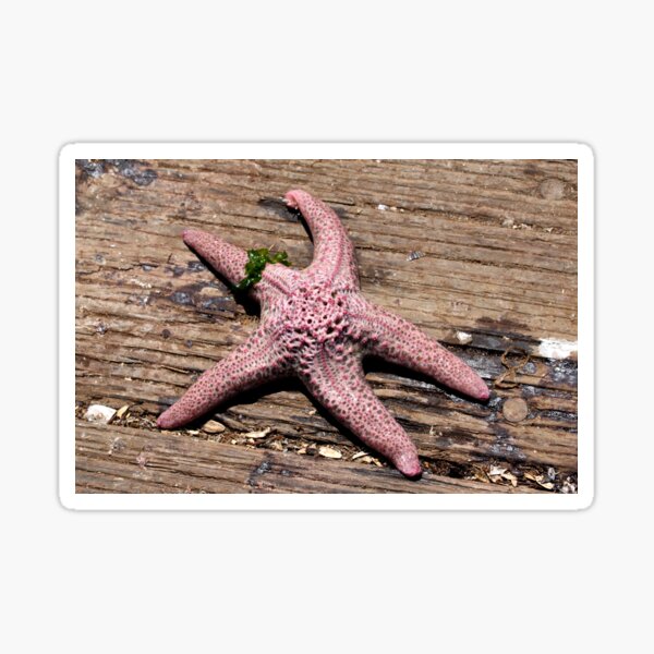 Item preview, Seastar designed and sold by Henrik Lehnerer.
