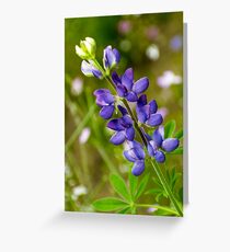 Lupine Greeting Card