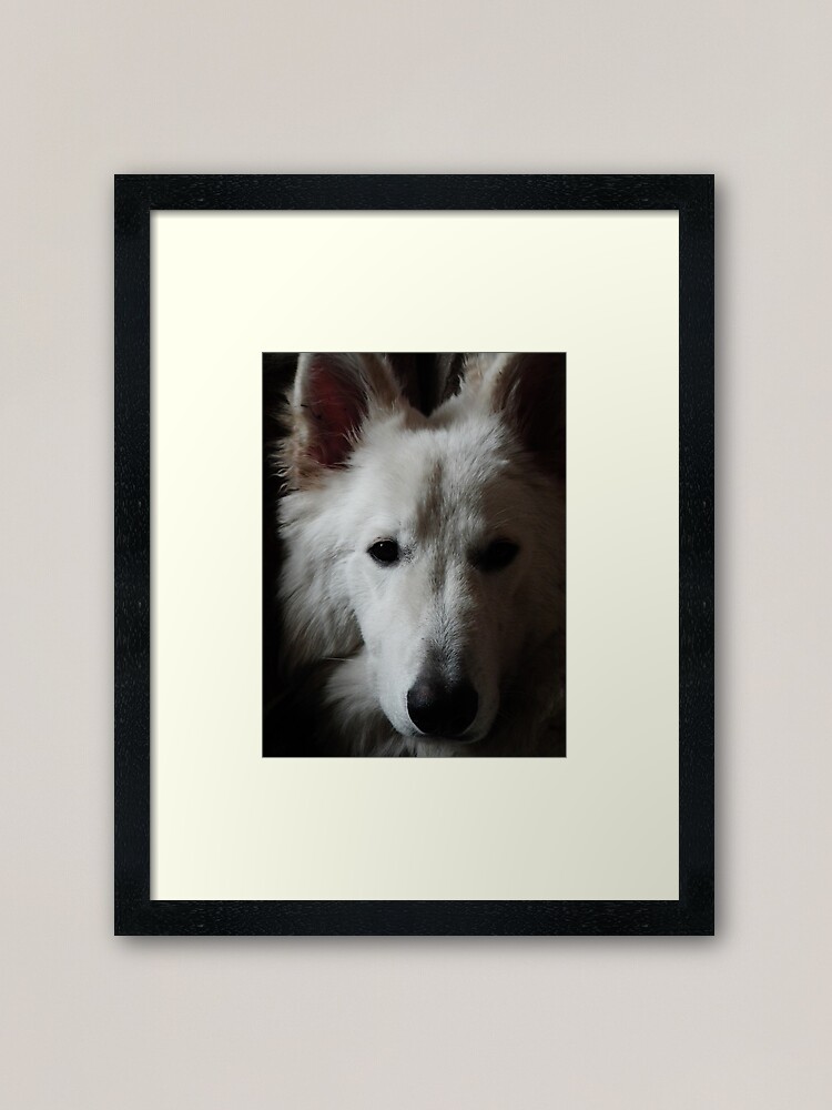 off white german shepherd