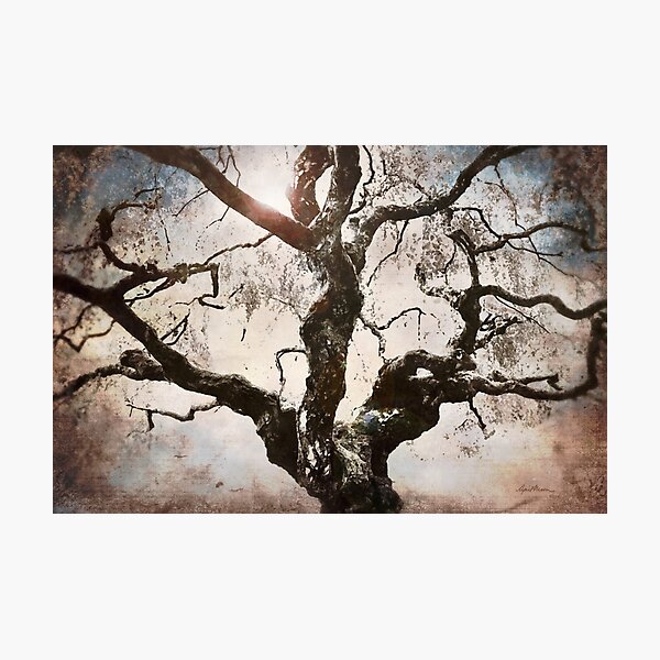 Photographic Print