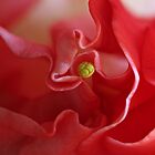 «Es complicado» de Chris Allen