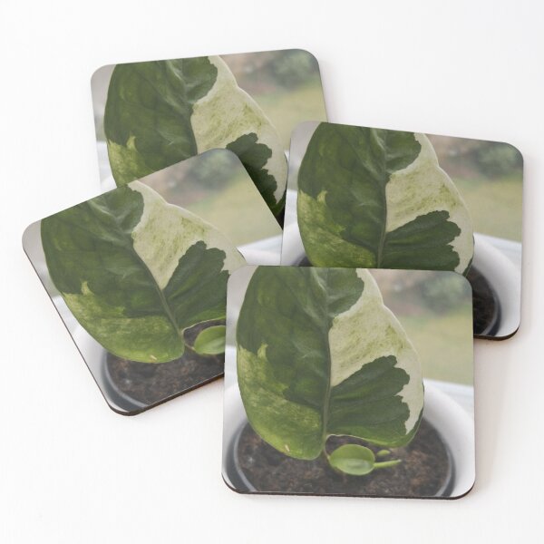 Item preview, philodendron plants urban jungle designed and sold by Plantkins.