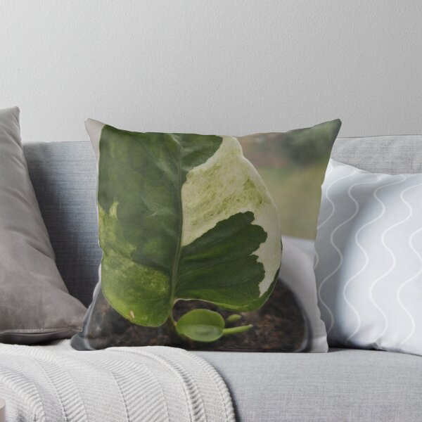 Item preview, philodendron plants urban jungle designed and sold by Plantkins.