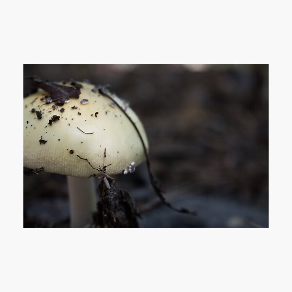 Mushroom in Forest Path Photographic Print