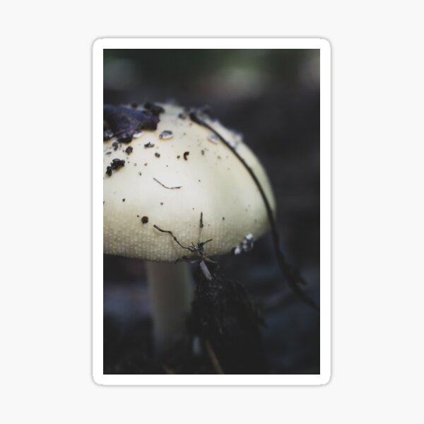 Mushroom in Focus Sticker
