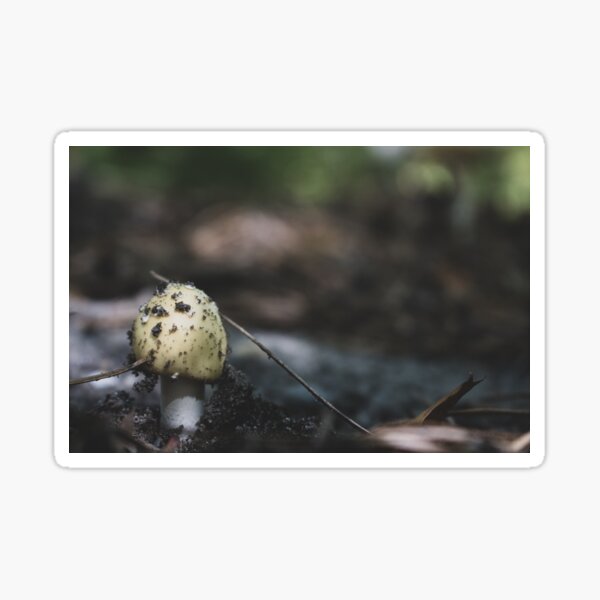Small Mushroom in Forest Sticker