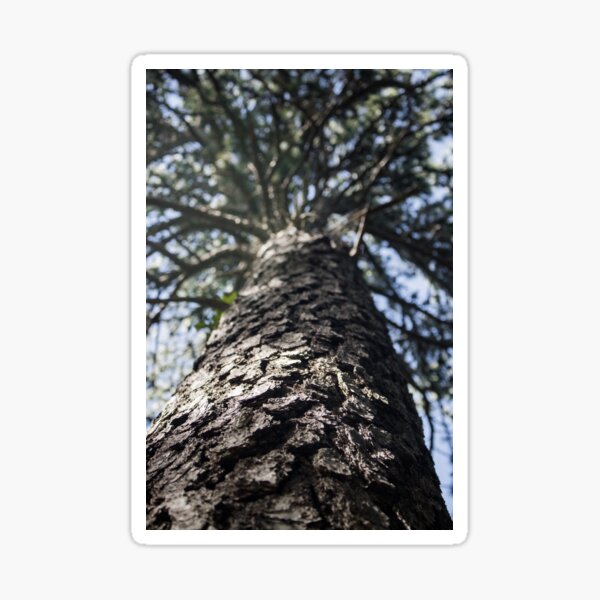 A Treetop Sticker