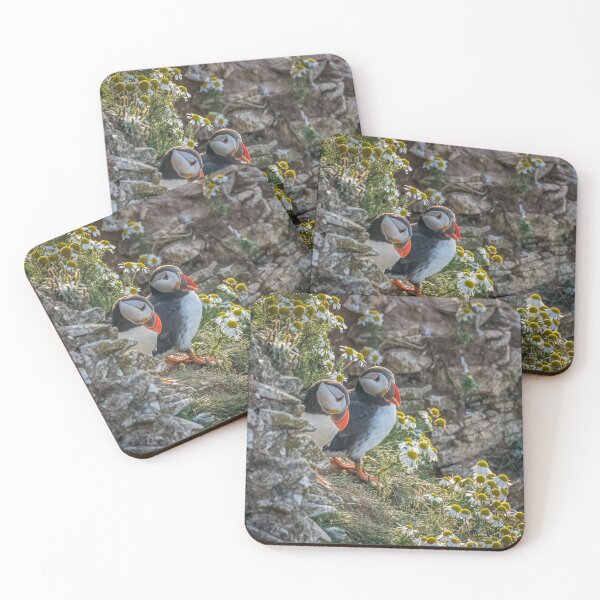 Item preview, Atlantic puffins (Fratercula arctica) designed and sold by Steve Liptrot Photography.