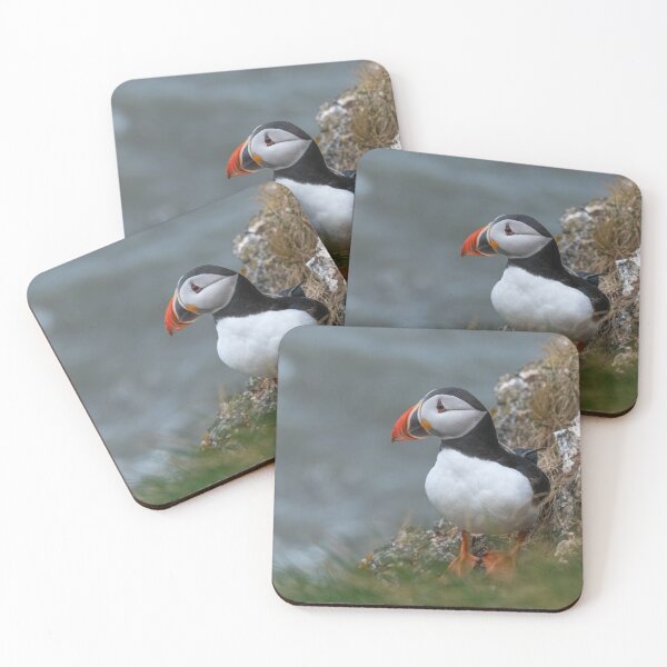 Item preview, Atlantic puffin (Fratercula arctica) designed and sold by Steve Liptrot Photography.