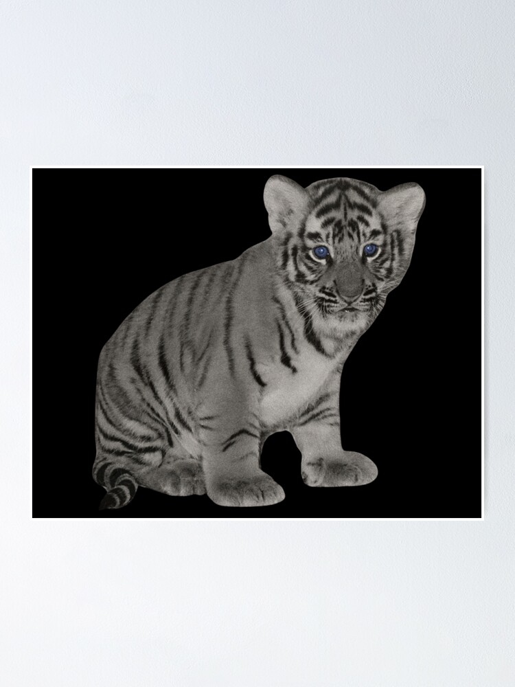 Baby Tiger | Poster