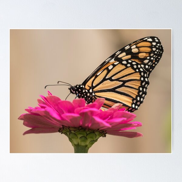 Item preview, Fall Monarch 2016-4 designed and sold by Thomasyoung.