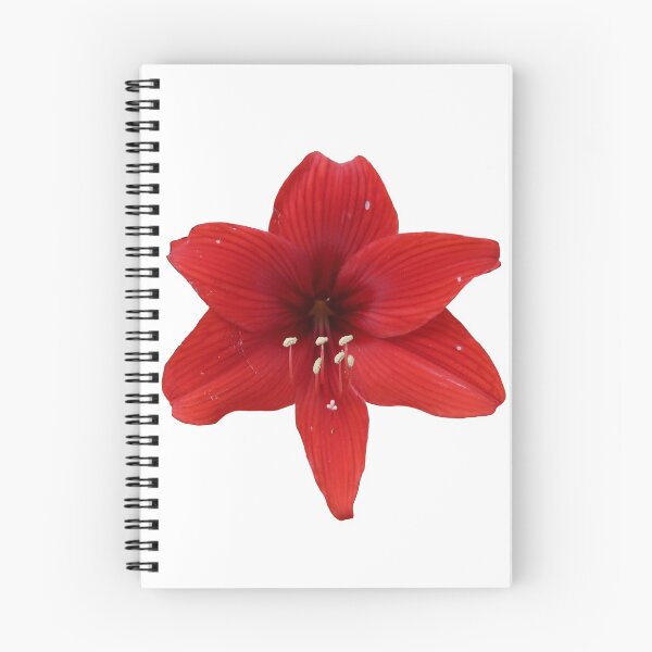 Aperçu de l'œuvre Fleur rouge créée et vendue par Crystaliii.