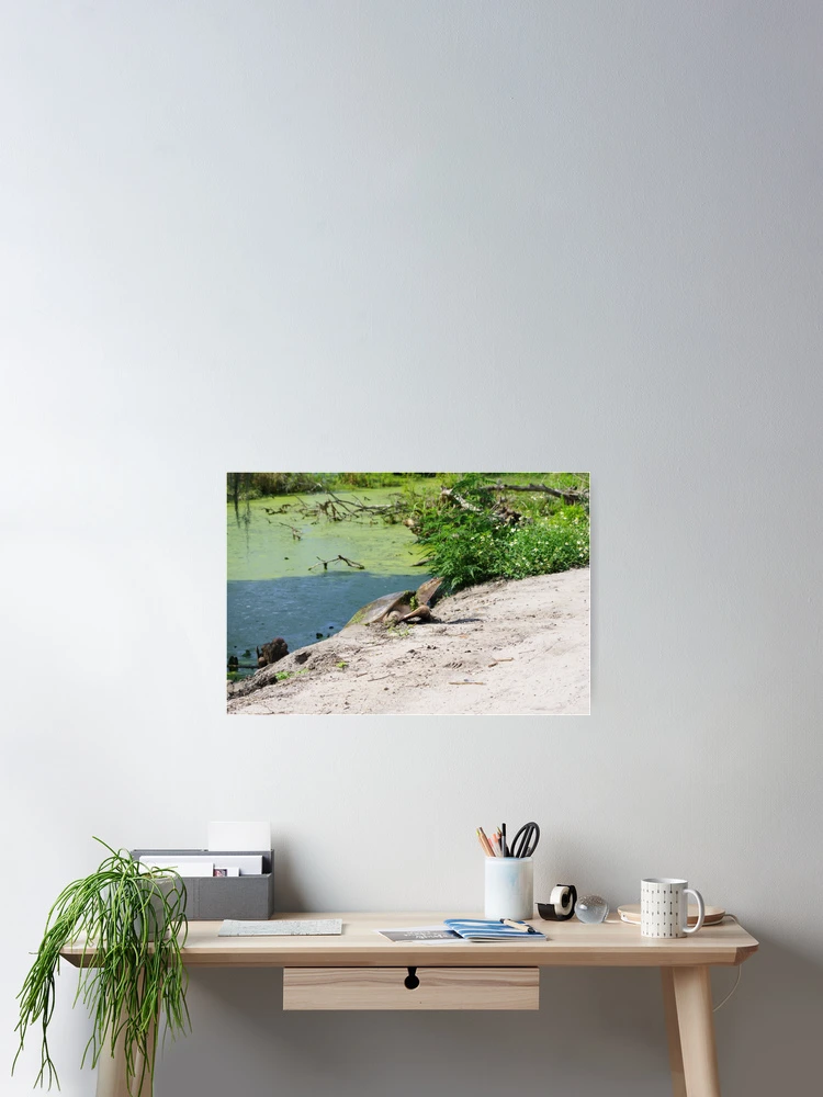 Thumbnail 2 of 3, Poster, Florida Softshell designed and sold by InhumanImaging.