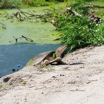 Artwork thumbnail, Florida Softshell by InhumanImaging