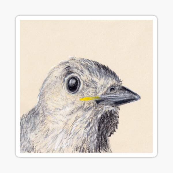 Curious Baby Bird Sticker