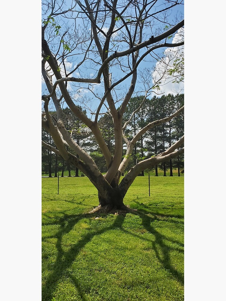 "The arms of trees" Poster for Sale by EyeofBeauty Redbubble