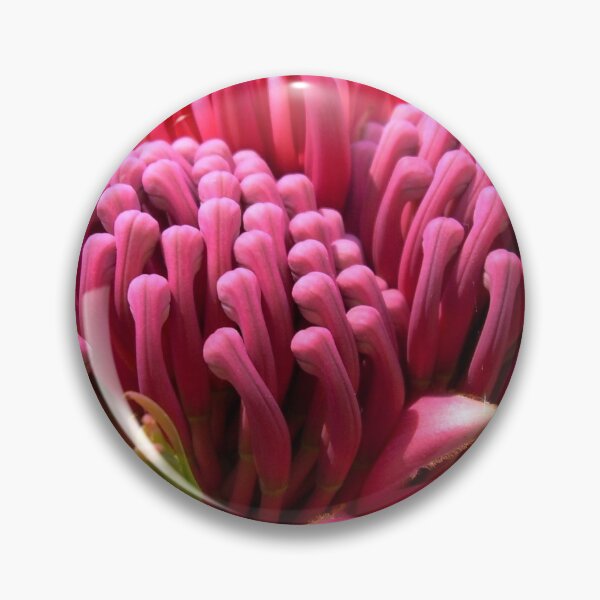 Item preview, Waratah flower, Telopea. NSW, Australia designed and sold by Cobargo South Coast.