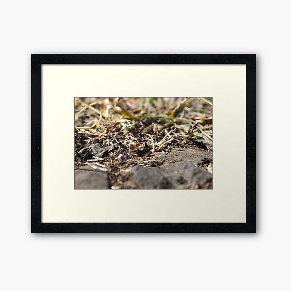 Item preview, Ant carrying a bug designed and sold by WFP87.
