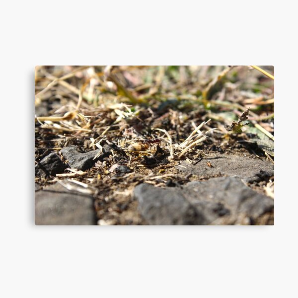 Item preview, Ant carrying a bug designed and sold by WFP87.
