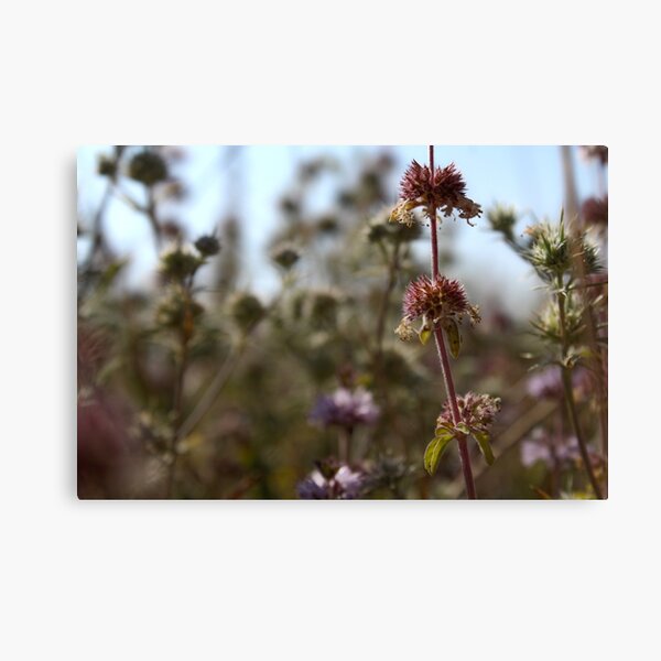 Item preview, Wild Flower Photography designed and sold by WFP87.