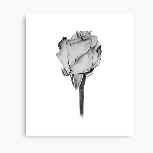 A SINGLE ROSE Canvas Print