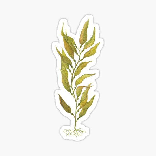 watercolour kelp Sticker