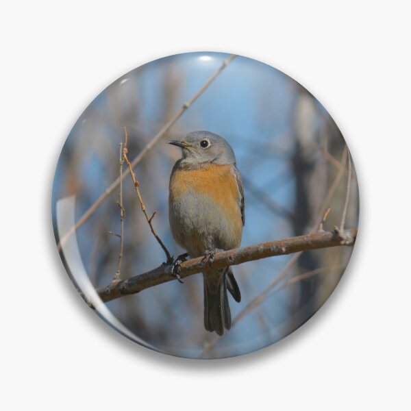 Artikelvorschau, Weibliche Western Bluebird entworfen und verkauft von birdsofthePNW.