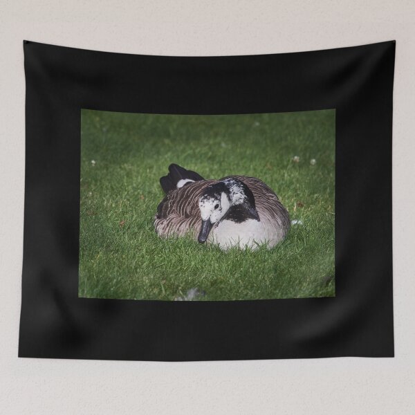 Item preview, White face. Canada goose designed and sold by Jouko Lehto Photography.