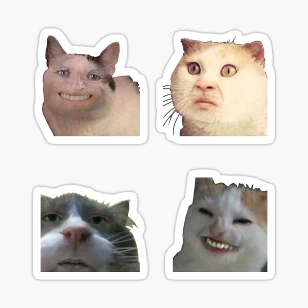 Funny Cat look angry Meme Sticker Bundle meow kitten cat lady funny cat  memes | Magnet