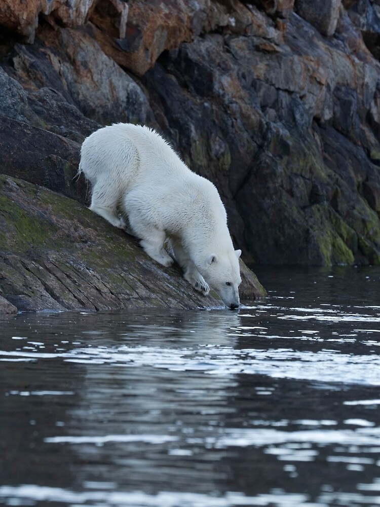 Ours polaire Polar Bear