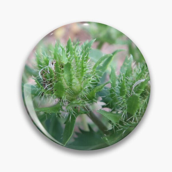 Item preview, Spiky Plant designed and sold by Crystaliii.