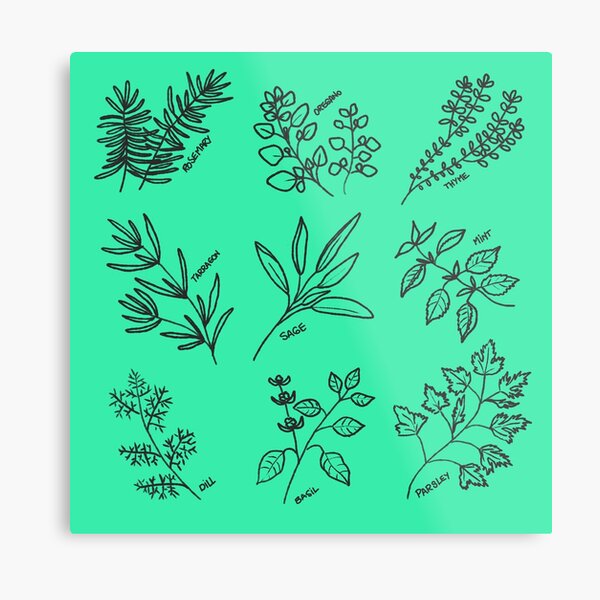 Culinary fresh herbs pattern Metal Print