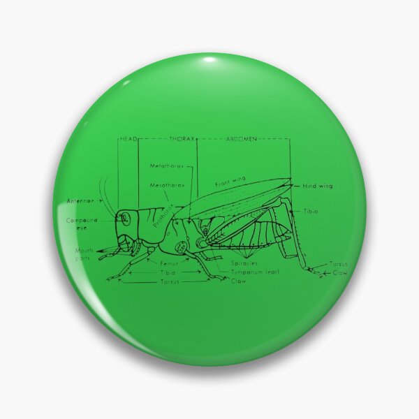 Item preview, Grasshopper Diagram designed and sold by derbyisdead.