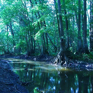 Artwork thumbnail, Summer Stream by InhumanImaging