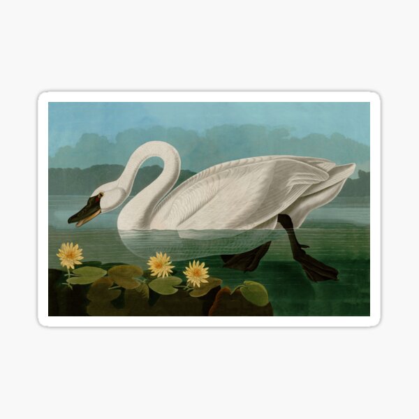 Item preview, Common American Swan Birds of America Audubon Illustration Bird Lovers Gift designed and sold by VintageArchive.