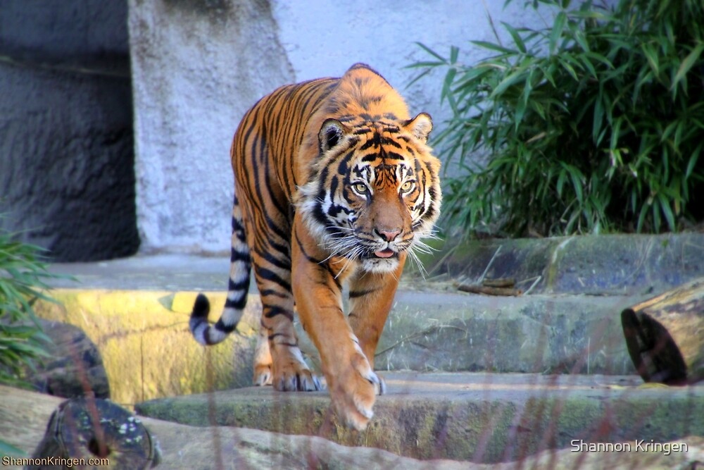 The Tiger Is Coming Down Bl "Tiger Coming Atcha" by Shannon Kringen | Redbubble
