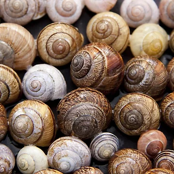 Artwork thumbnail, Snails in a pattern by RBDESIGN SHOP