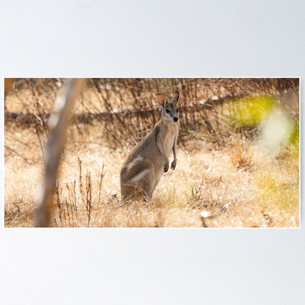 Item preview, Kakadu Roo designed and sold by Natalie Ord.
