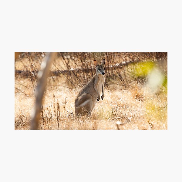 Item preview, Kakadu Roo designed and sold by Natalie Ord.