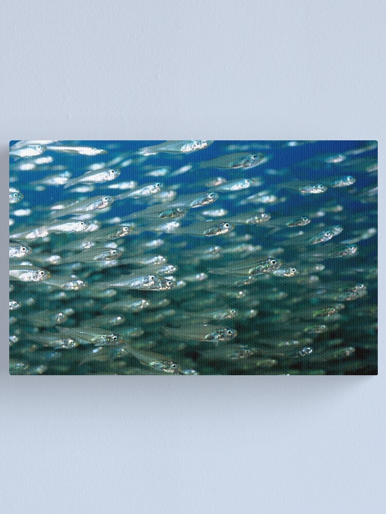 Alternate view of Glassfish Canvas Print