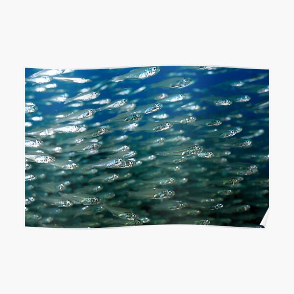 Glassfish Poster