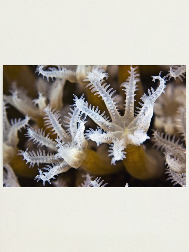 Alternate view of Crystal Photographic Print