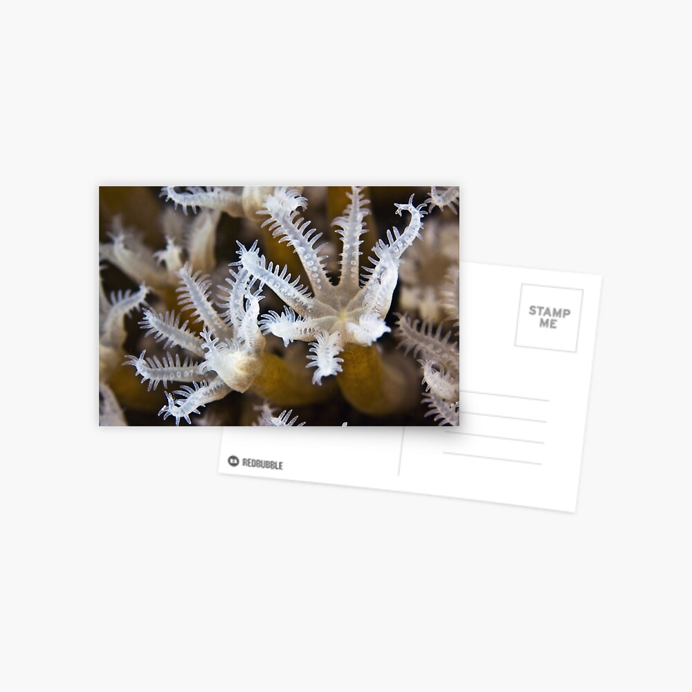 Crystal Postcard