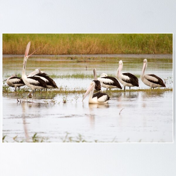 Artikelvorschau, Pelican Party entworfen und verkauft von Jennie Gardiner.