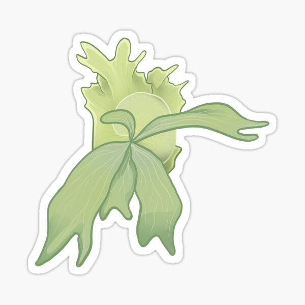 Staghorn Fern Illustration Platycerium Kitshakood Hybrid Sticker By Farhanfatich Redbubble